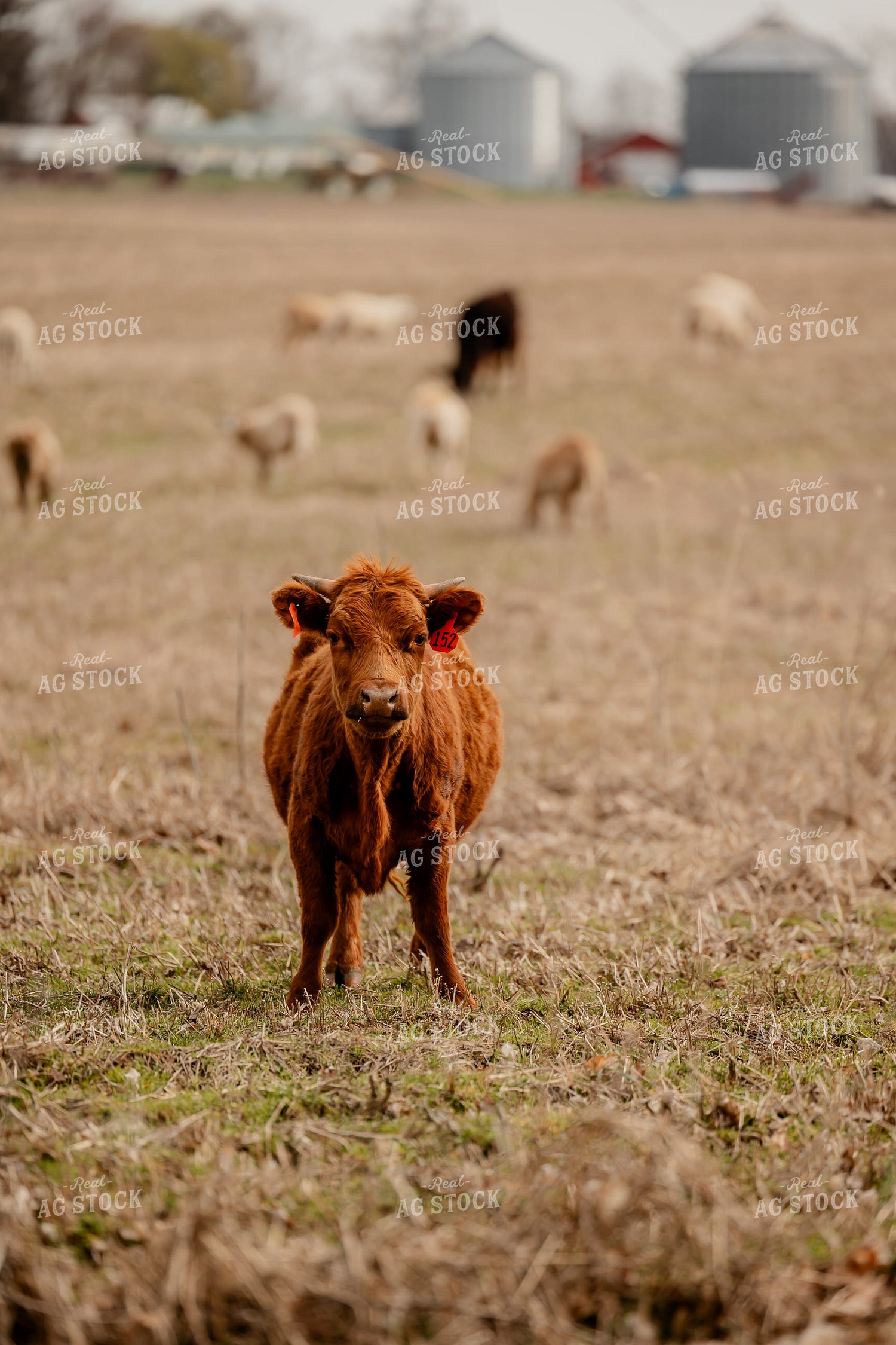 Red Angus Cattle Grazing 104036