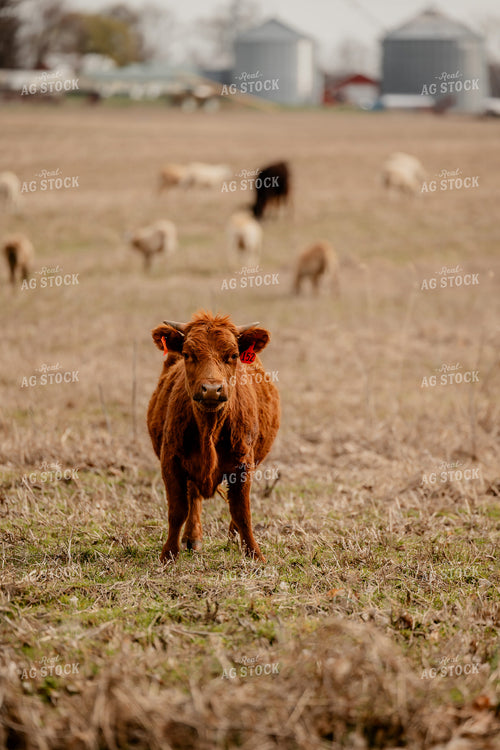Red Angus Cattle Grazing 104036