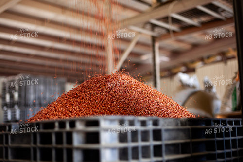 Treating Wheat Seeds 132091
