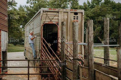 Farmer Unloading Cows 77090