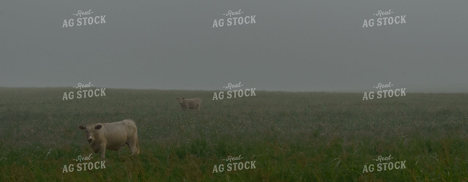 Cattle on Pasture 283011