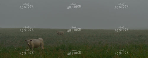 Cattle on Pasture 283011