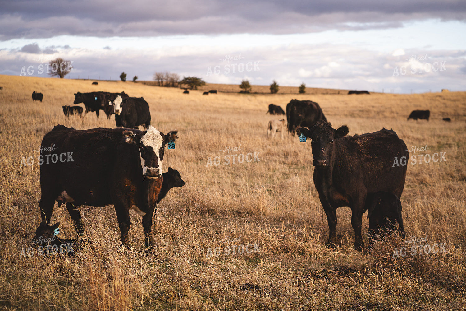 Angus Cattle in Pasture 196152