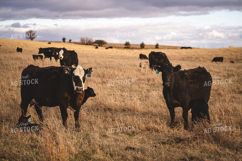 Angus Cattle in Pasture 196152