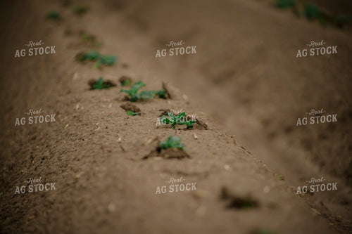 Potato Seedlings 135105