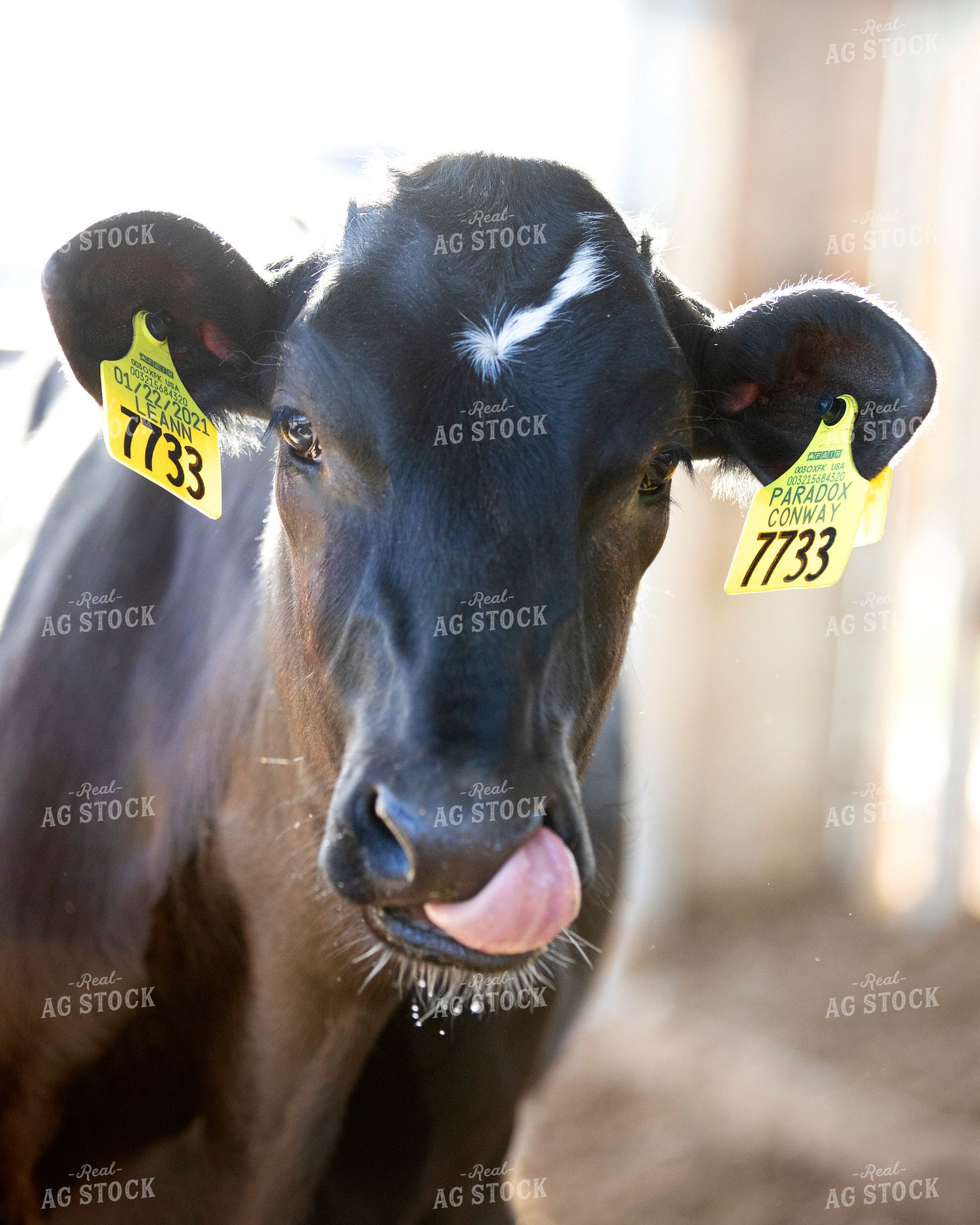 Holstein Cow 55246