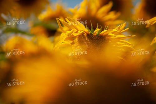 Sunflowers 2094