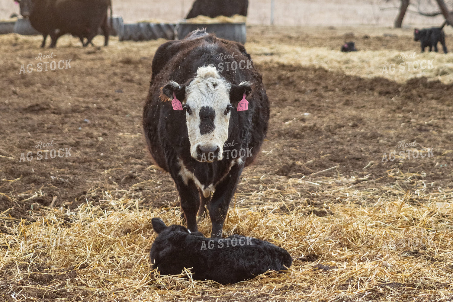 Cow Calf Pair 155360