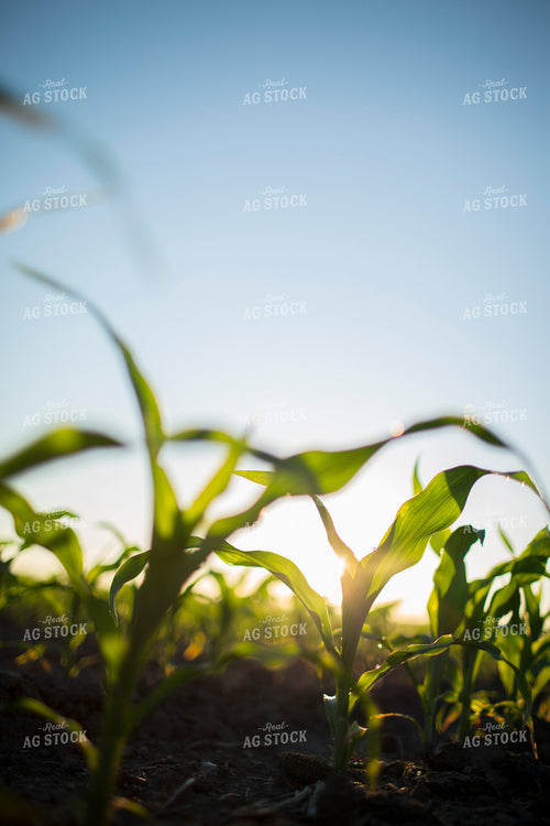Corn - Early Growth 1106