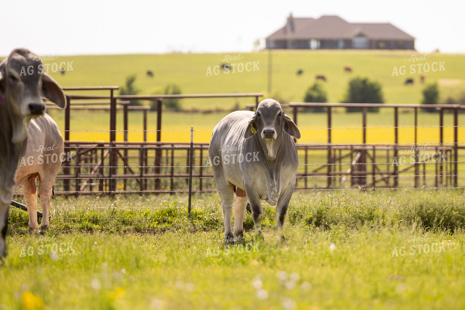 Brahman Cattle 99042