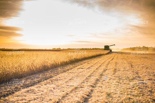 Soybean Harvest 74056