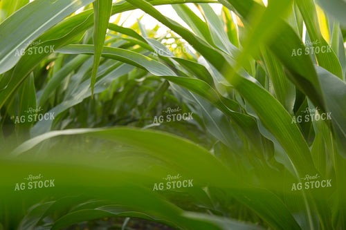Corn - Mid-Season 1214