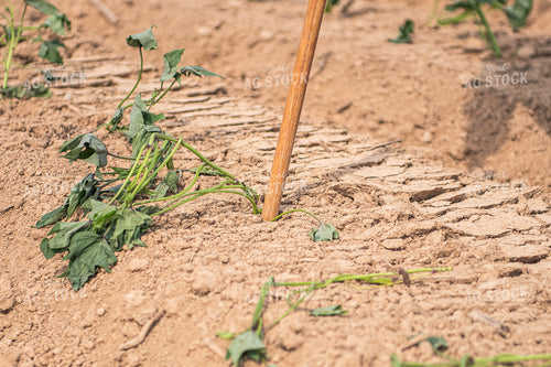 Farmer Conducting Sweet Potato Variety Trial 158017