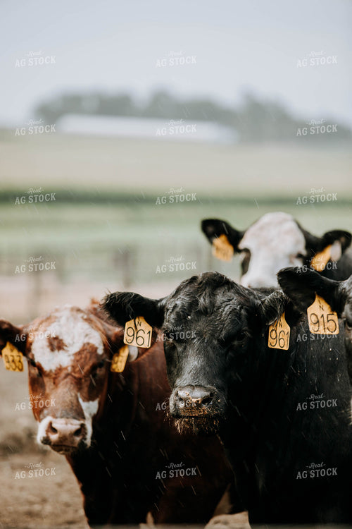 Cows in Farmyard 77104