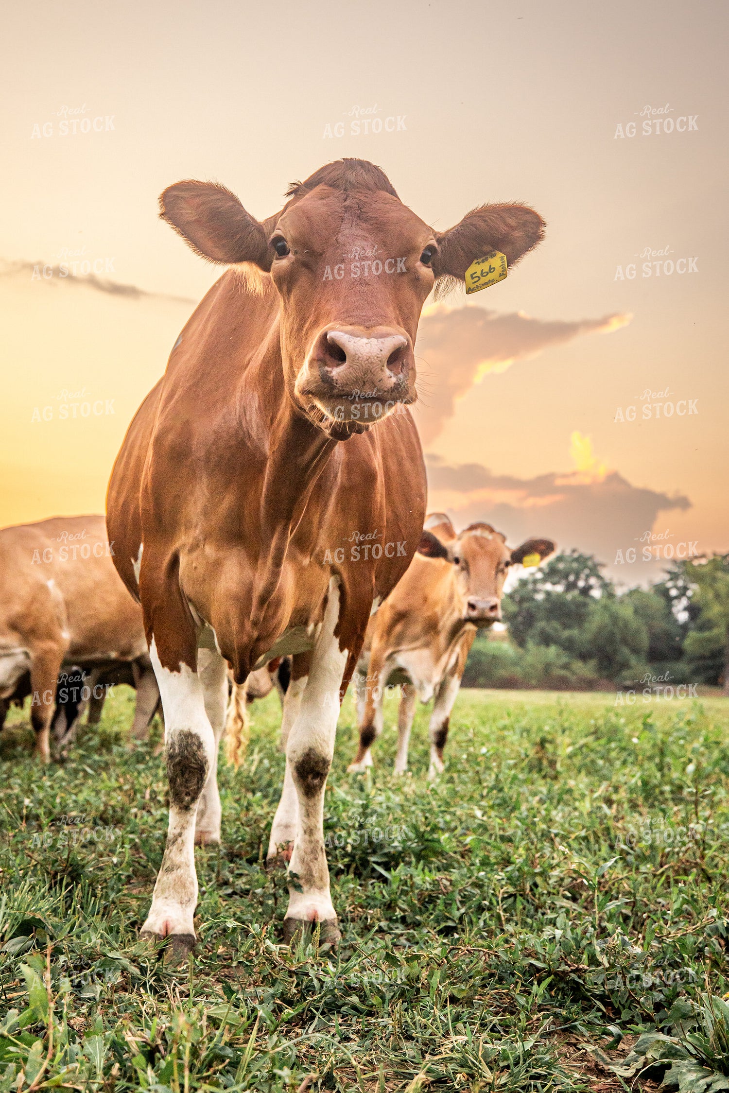 Guernsey Dairy Cows 270565