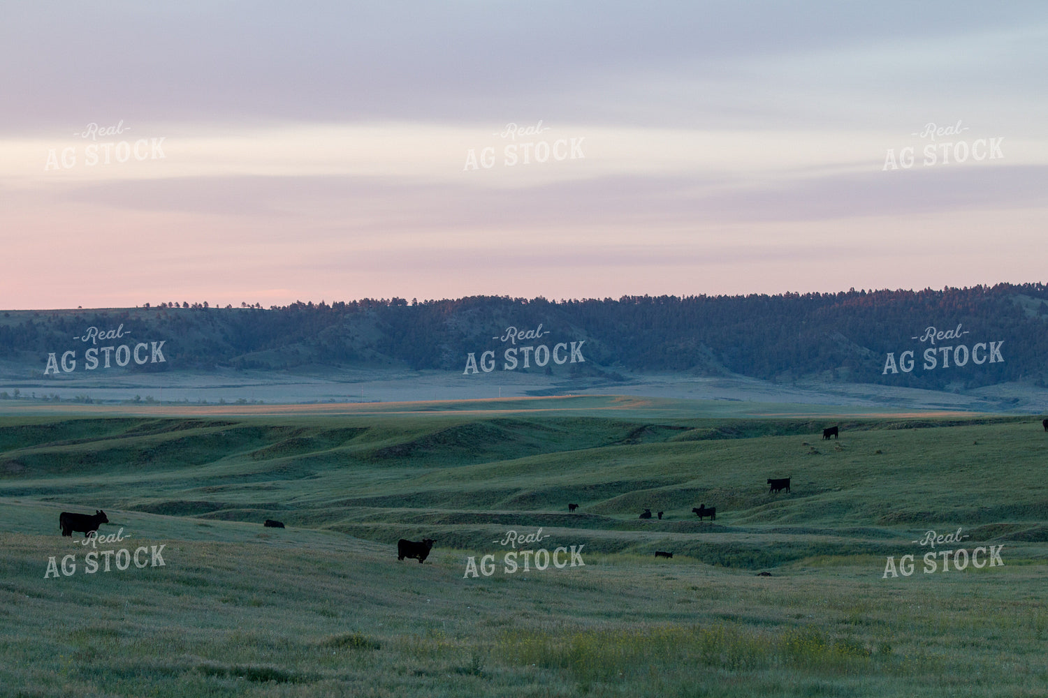 Cattle on Pasture 260000