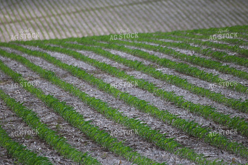 Wind Damaged Early Growth Corn 82532
