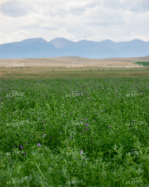 Green Pasture with Mountains 51001