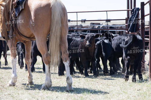 Working Cattle 117301