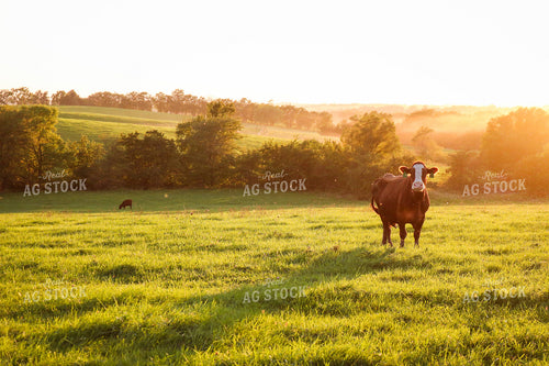Cattle on Scenic Pasture 214018