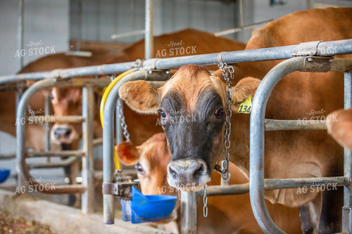 Jersey Cattle Eating in Barn 270473