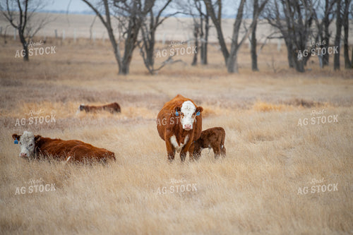 Hereford Cow Calf Pair 212098