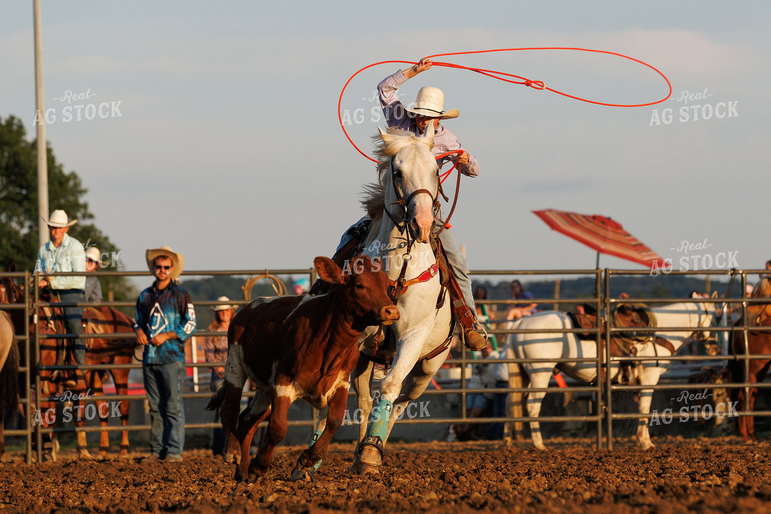 Rodeo 52892