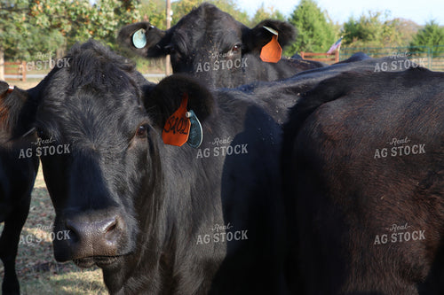 Cattle 201000