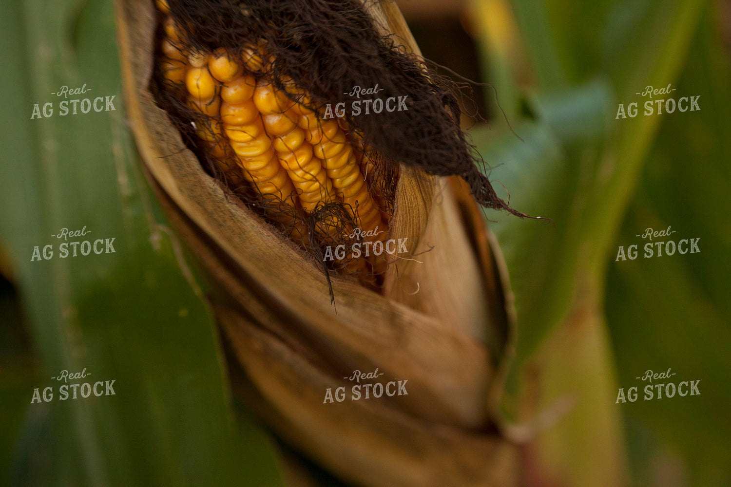 Corn - Mid-Season 1314