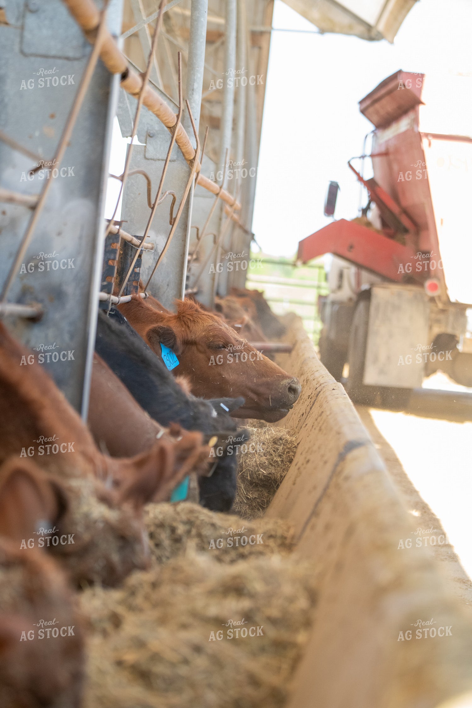 Angus Cattle Eating From Feed Bunk 193085