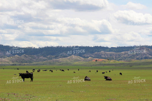 Cattle in Pasture 63057