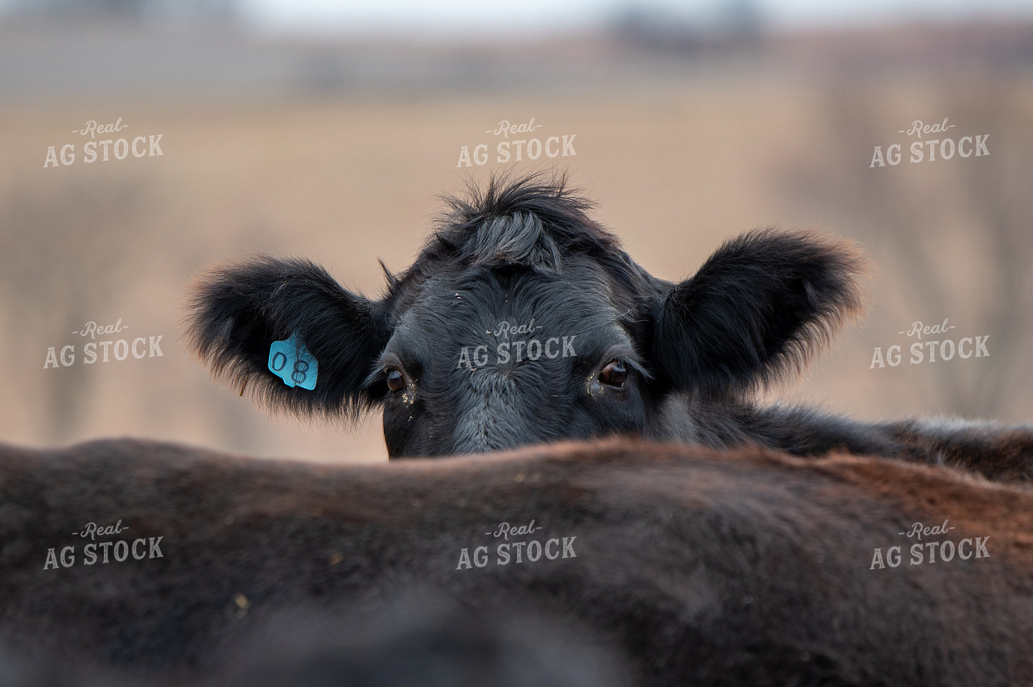 Angus Simmental Cross Cattle 236018
