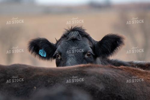 Angus Simmental Cross Cattle 236018