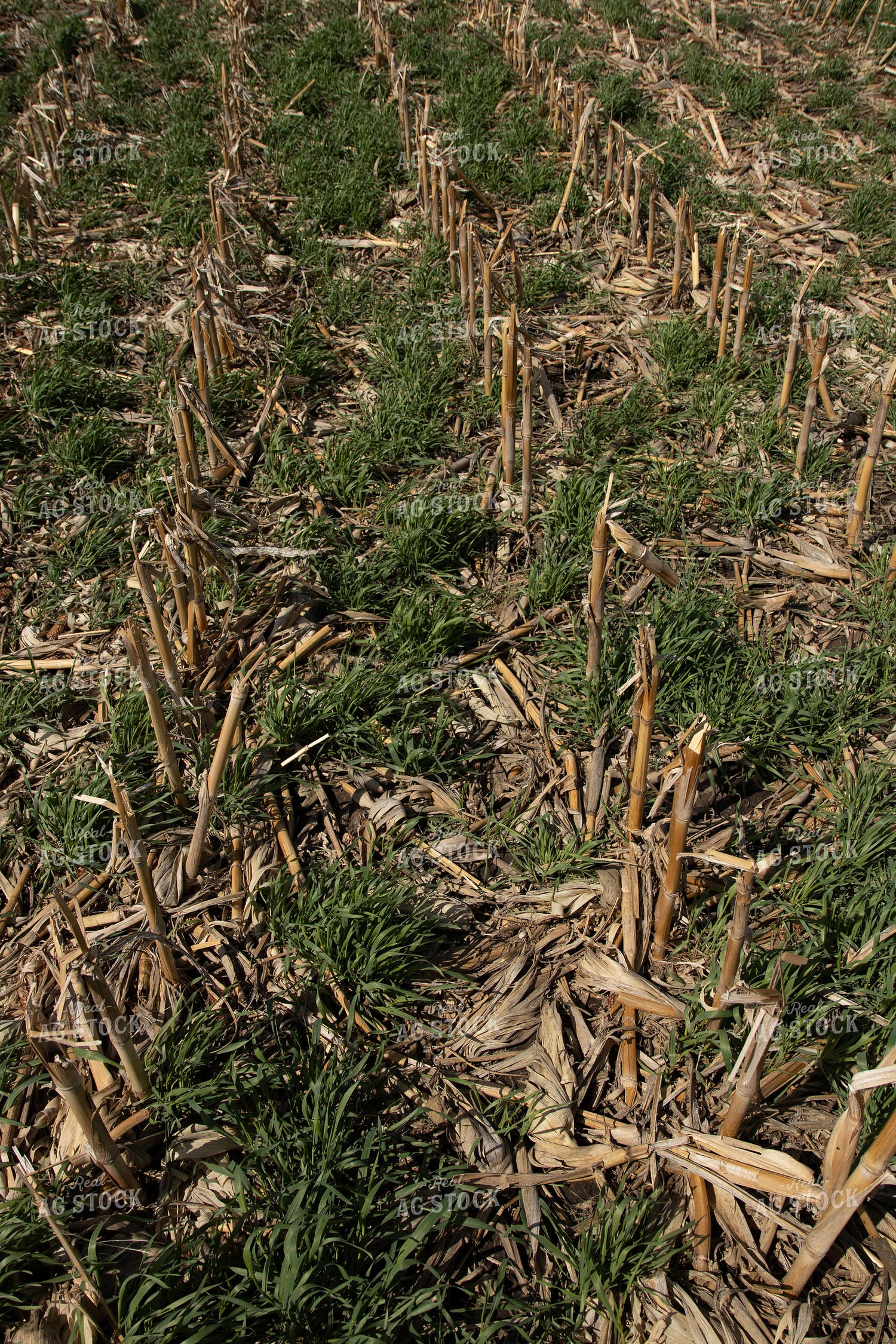 Cover Crops in Corn Stalks 67200