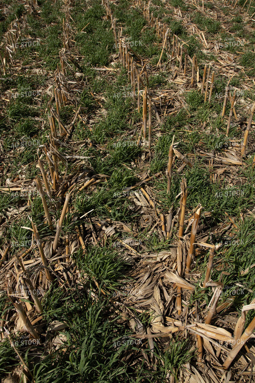 Cover Crops in Corn Stalks 67200