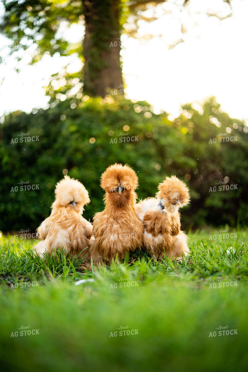 Silkie Chickens 136102