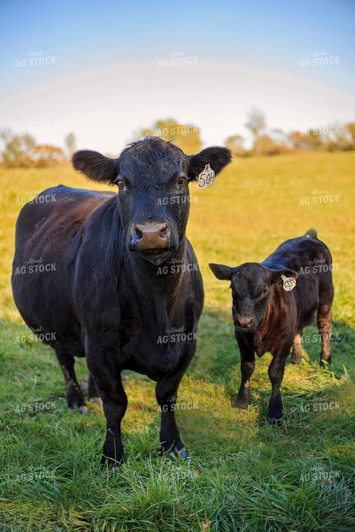 Cow-Calf in Pasture 93055