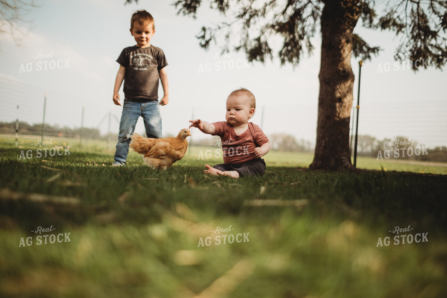 Farm Kids with Young Chickens 5582