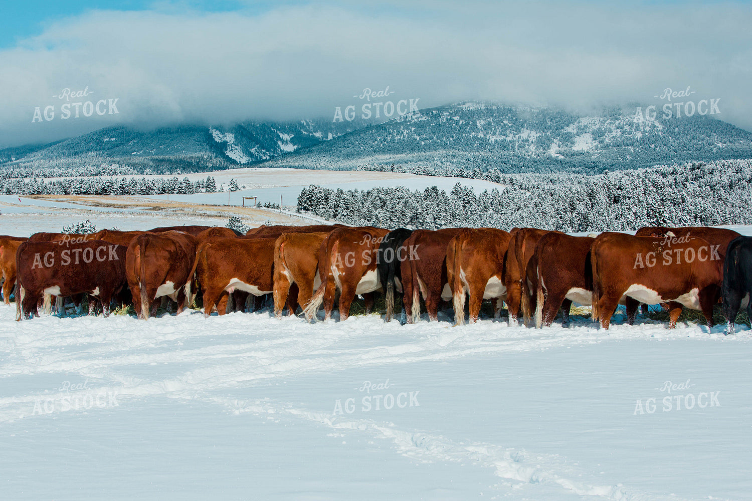 Hereford Cows in Snowy Pasture 81104