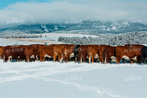 Hereford Cows in Snowy Pasture 81104