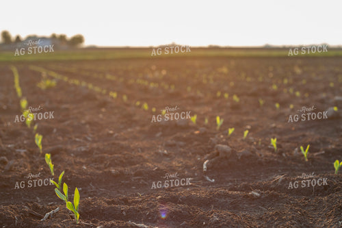 Corn - Early Growth 1147