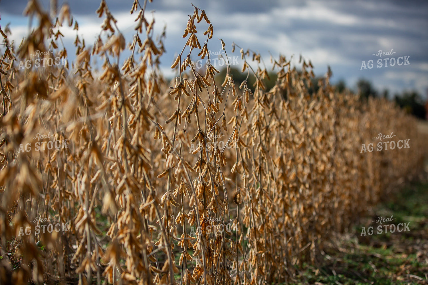 Dried Soybeans 270661