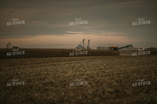 Corn Harvest 6695