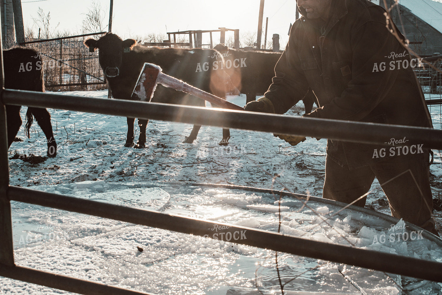 Farmer Breaking Ice in Water Trough 223012