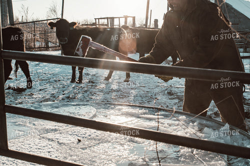 Farmer Breaking Ice in Water Trough 223012