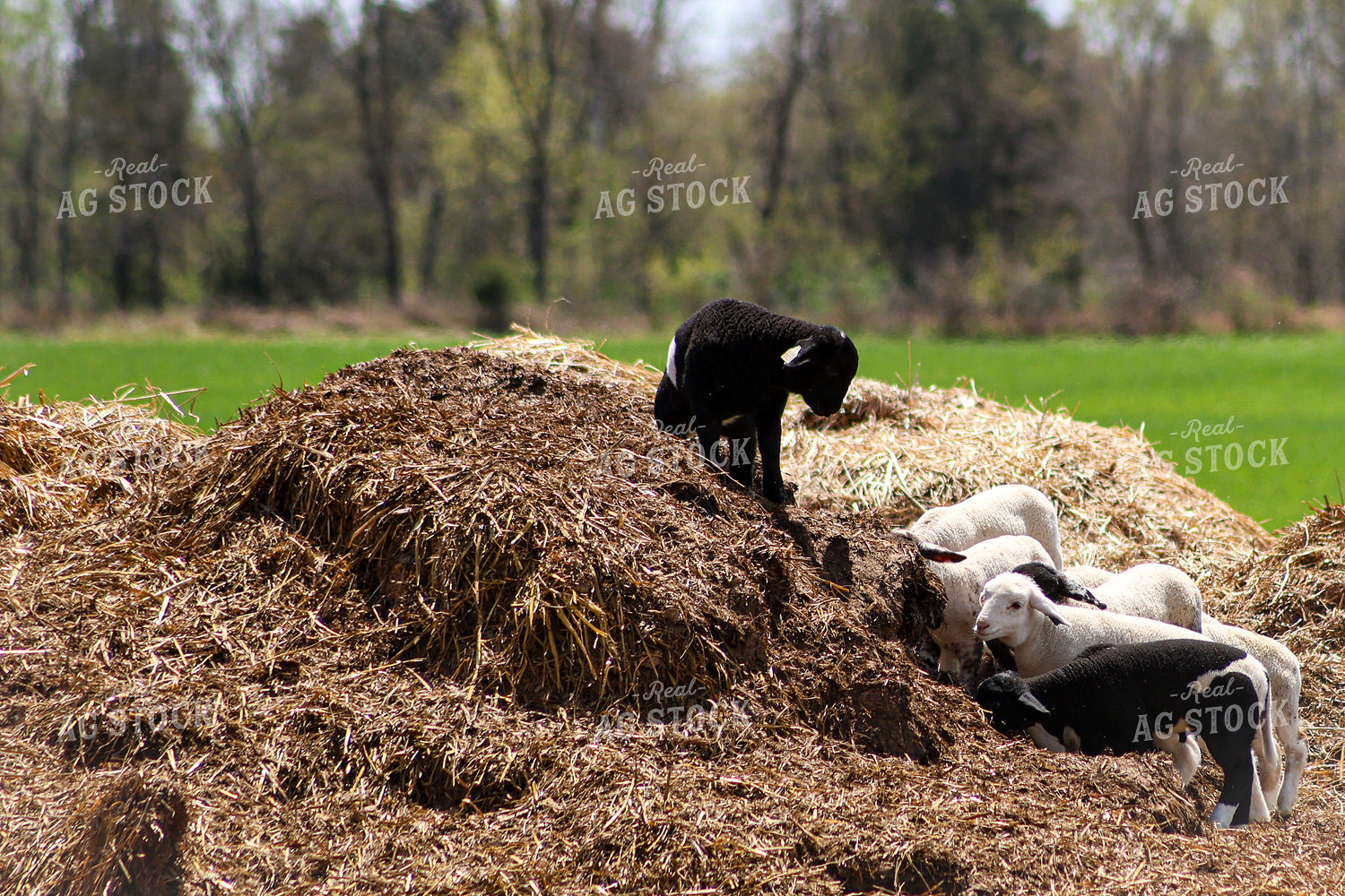 Lambs 84226