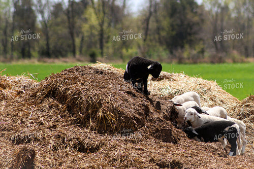 Lambs 84226