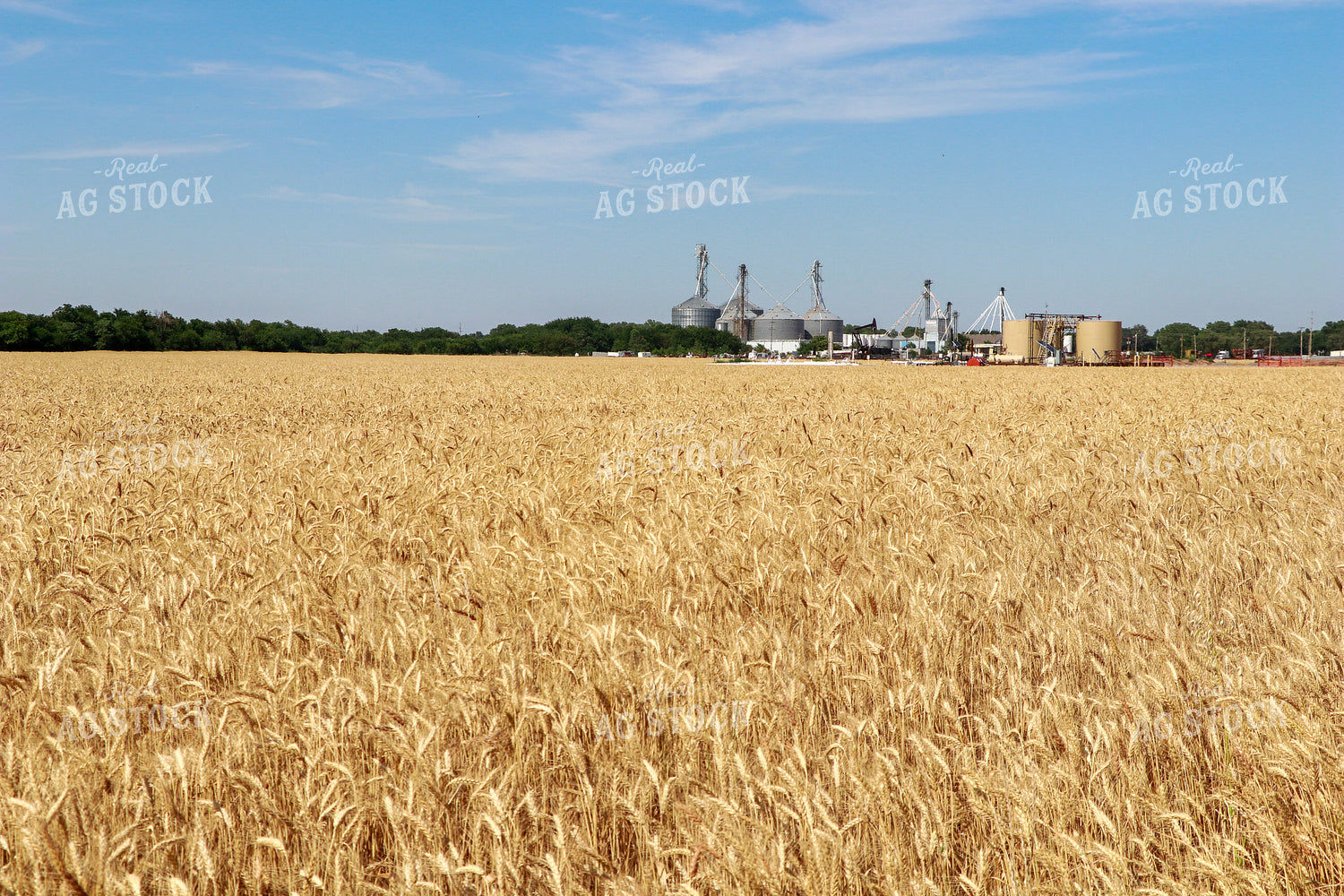 Dried Wheat Field 60009