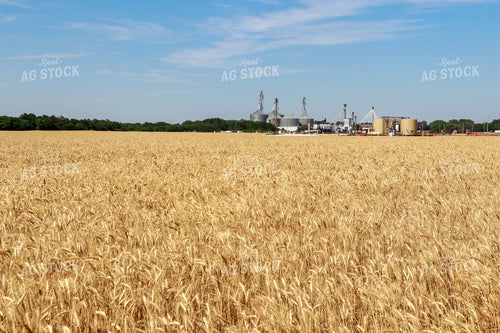 Dried Wheat Field 60009