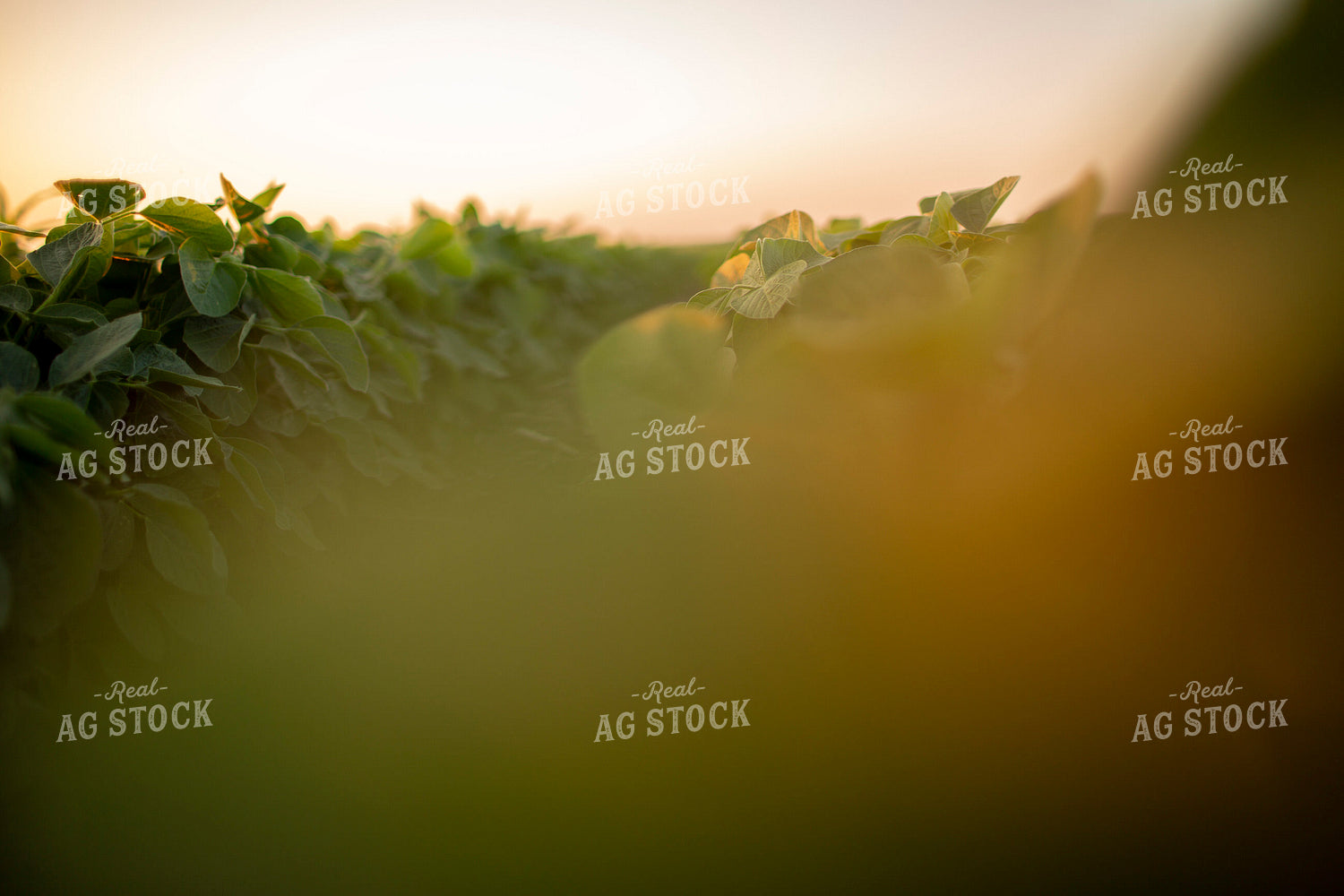 Soybeans - Mid-Season 1478